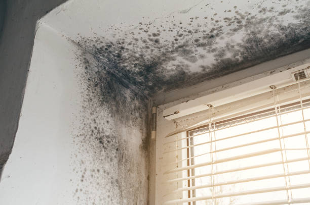 Affordable Mold Inspection And Testing solutions in Shamokin, PA